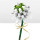 Trifolium repens L