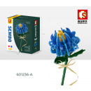 Chryanthemum Blau